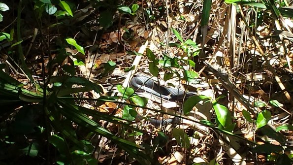 A Snake lurking around the camp site