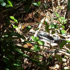 A Snake lurking around the camp site