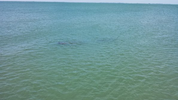 Manatees