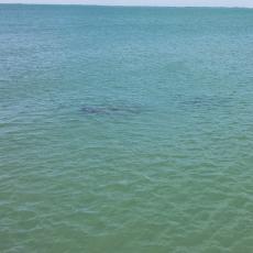 Manatees