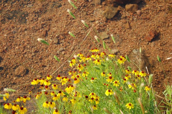 Wildflowers