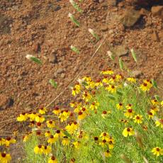 Wildflowers