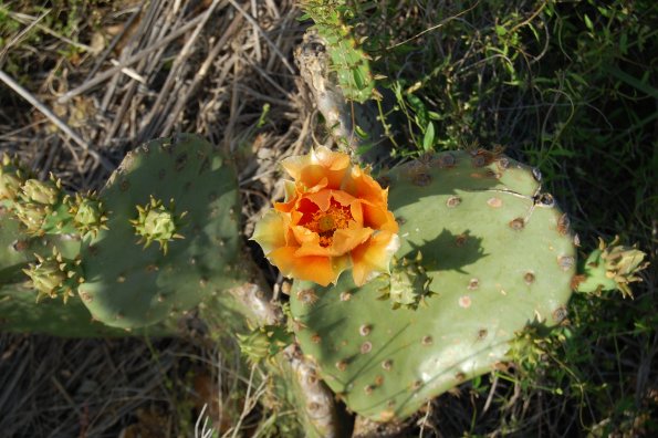 Another cactus flower