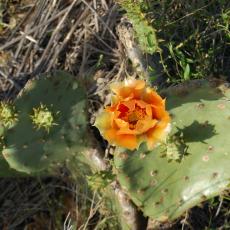 Another cactus flower