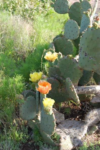 Cactus Flower