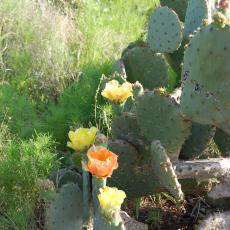 Cactus Flower