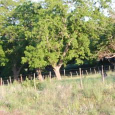 A drive through the hill country